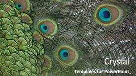 Presentation with peacock the indian peafowl - Slides featuring plumage of the indian peafowl background and a dark gray colored foreground