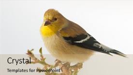  Presentation with winter - Beautiful PPT theme featuring plumage sitting on a rose backdrop and a  colored foreground