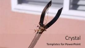  Presentation with sewer - Slide set consisting of plumber unclogs a sewer drain background and a coral colored foreground