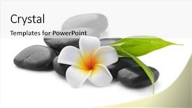  Presentation with zen stones - Beautiful presentation theme featuring plumeria - zen basalt stones frangipani backdrop and a white colored foreground