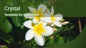  Presentation with jasmine flower - Beautiful PPT layouts featuring plumeria acutifolia flowers backdrop and a tawny brown colored foreground