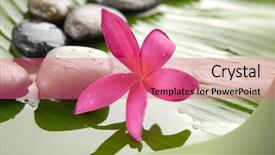  Presentation with plumeria - Theme enhanced with plumeria and stones on banana background and a coral colored foreground