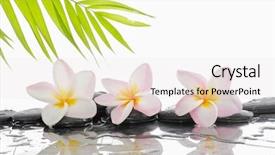  Presentation with plumeria - PPT theme consisting of plumeria and wet black stones background and a white colored foreground