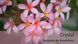  Presentation with plumeria - Audience pleasing PPT theme consisting of plumeria flower pink plumeria flower backdrop and a coral colored foreground