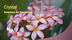  Presentation with plumeria - Presentation consisting of plumeria flower pink plumeria flower background and a tawny brown colored foreground