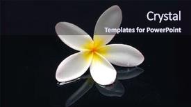  Presentation with plumeria - Cool new theme with plumeria flowerisolated on black background backdrop and a wine colored foreground