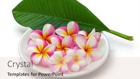  Presentation with plumeria - Theme featuring plumeria-flowers-and-leaf background and a lemonade colored foreground