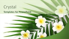  Presentation with plumeria - PPT theme consisting of plumeria-flowers-and-palm-leaves background and a soft green colored foreground