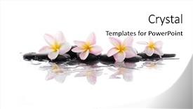  Presentation with water droplets - Colorful PPT theme enhanced with plumeria flowers and water droplets backdrop and a white colored foreground