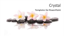  Presentation with water droplets - Colorful presentation theme enhanced with plumeria flowers and water droplets backdrop and a white colored foreground