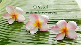  Presentation with plumeria - Amazing slides having plumeria flowers and wet banana backdrop and a mint green colored foreground