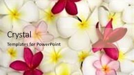  Presentation with plumeria - Beautiful slide deck featuring plumeria flowers closeup background backdrop and a lemonade colored foreground