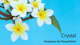  Presentation with plumeria - Cool new presentation theme with plumeria flowers closeup on blue background backdrop and a cyan colored foreground
