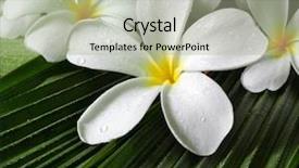  Presentation with green leaves - PPT layouts enhanced with plumeria flowers closeup on green background and a mint green colored foreground