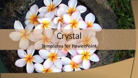  Presentation with plumeria - PPT theme with plumeria flowers in water background and a coral colored foreground