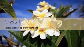  Presentation with hawaii flowers - Slides enhanced with plumeria-frangipani-flowers-on-maui background and a blonde colored foreground