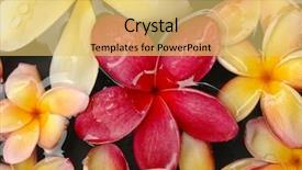  Presentation with plumeria - Presentation featuring aloha flower spa wellness - plumeria in scented water background and a yellow colored foreground