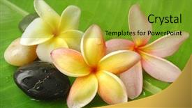  Presentation with plumeria - Theme enhanced with plumeria on banana leaf background and a tawny brown colored foreground
