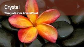  Presentation with plumeria - Presentation theme with plumeria on black stones background and a tawny brown colored foreground