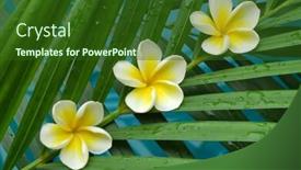  Presentation with plumeria - Colorful presentation theme enhanced with plumeria on palm leaf backdrop and a forest green colored foreground