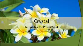  Presentation with plumeria - PPT layouts with plumeria on the plumeria tree background and a yellow colored foreground