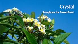  Presentation with plumeria - Slide deck consisting of plumeria on the plumeria tree background and a teal colored foreground