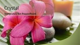 Presentation with plumeria - Audience pleasing PPT theme consisting of plumeria with candle and stones on wet banana leaf backdrop and a mint green colored foreground