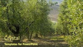  Presentation with olive tree - Colorful theme enhanced with  backdrop and a  colored foreground