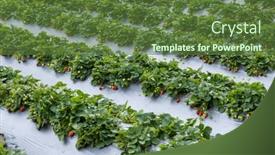  Presentation with strawberries - Presentation theme with plump-strawberries-in-a-field background and a tawny brown colored foreground