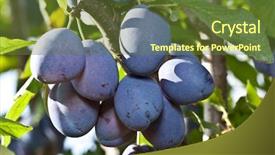  Presentation with fruit tree - Slides consisting of plums on the tree in the garden fruit background background and a tawny brown colored foreground