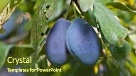  Presentation with fruit tree - Slide deck enhanced with plums on the tree in the garden fruit background background and a tawny brown colored foreground