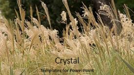  Presentation with ornamental border for the design - Presentation theme featuring poaceae - closeup of flower heads background and a  colored foreground