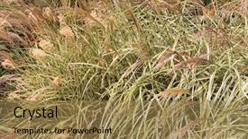  Presentation with grass - Theme having poaceae - closeup of ornamental grass miscanthus background and a  colored foreground