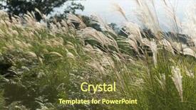  Presentation with chinese - Amazing slides having poaceae - mountain with chinese silvergrass backdrop and a  colored foreground