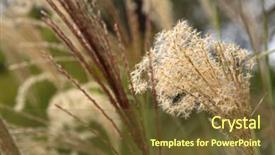  Presentation with heads - Beautiful PPT theme featuring poaceae - selective focus of flower heads backdrop and a  colored foreground