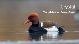  Presentation with water - PPT theme enhanced with pochard netta rufina on water background and a gray colored foreground