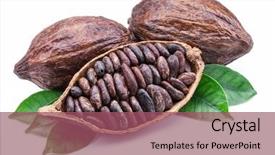  Presentation with cocoa pod - Presentation having cocoa pods and cocoa beans background and a violet colored foreground