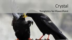  Presentation with italy - Cool new presentation with poe - two blackbirds in dolomiti backdrop and a light gray colored foreground