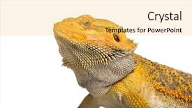  Presentation with old - Colorful PPT theme enhanced with pogona lizard 11 months old backdrop and a yellow colored foreground