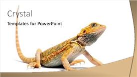  Presentation with christian templar knight looking - PPT theme having pogona-looking-up-agame-barbu background and a white colored foreground