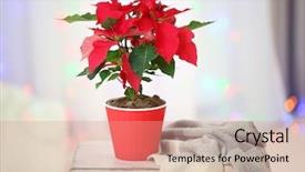  Presentation with christmas lights - PPT theme enhanced with poinsettas - christmas flower poinsettia in living background and a coral colored foreground