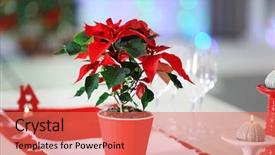  Presentation with christmas lights - PPT theme consisting of poinsettas - christmas flower poinsettia on table background and a coral colored foreground