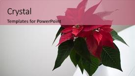  Presentation with christmas red - Slide deck having poinsettas - christmas flower red poinsettia background and a coral colored foreground