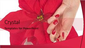  Presentation with spa - Slides featuring poinsettas - christmas spa with manicured hands background and a  colored foreground