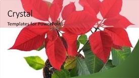  Presentation with baby jesus christmas rustic isolated - Theme with poinsettas - christmas star- blooming poinsettia isolated background and a red colored foreground