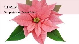  Presentation with clipping - Amazing theme having poinsettia euphorbia pulcherrima isolated backdrop and a coral colored foreground
