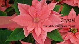  Presentation with green - PPT layouts with poinsettia euphorbia pulcherrima make background and a coral colored foreground