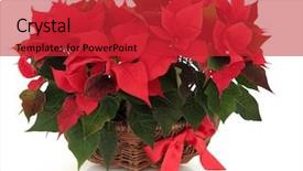  Presentation with red bow - Slides consisting of poinsettia flower arrangement background and a red colored foreground
