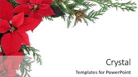  Presentation with border flower - Beautiful theme featuring poinsettia flower background border backdrop and a white colored foreground
