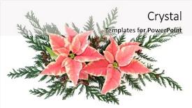  Presentation with cedar - Slides with poinsettia flower thanksgiving decoration with cedar cypress leaf sprigs over white background and a sky blue colored foreground
